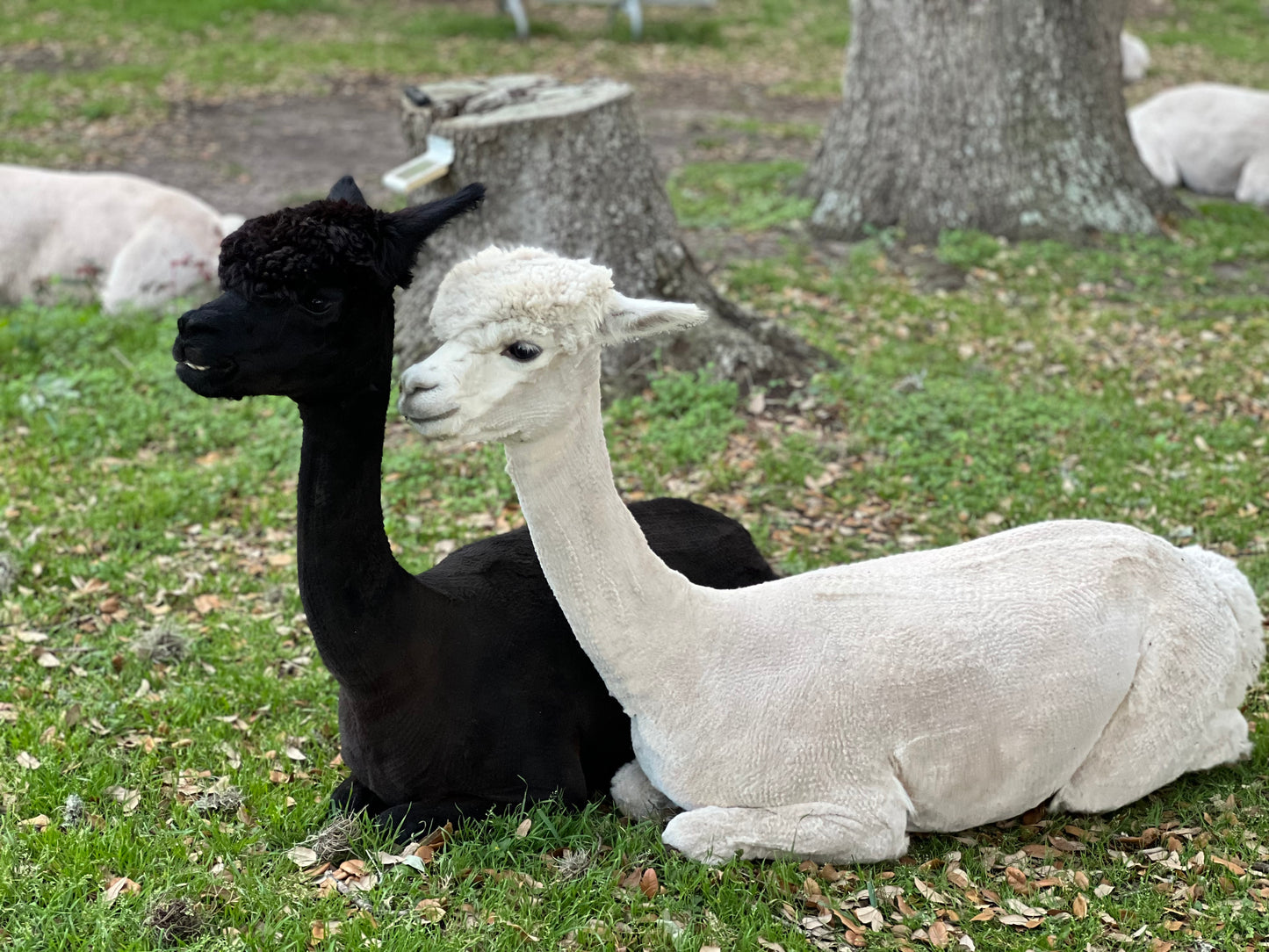 Alpaca Poop Fertilizer